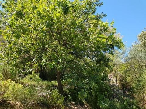 Cabane Dans Les Arbres "La Kaz Aux Cigales" Cuers Ngoại thất bức ảnh